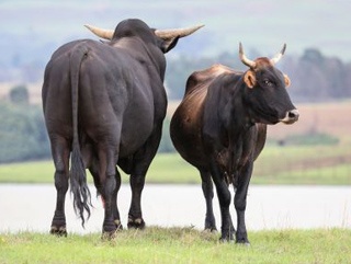 Генетика и племенное дело в молочном скотоводстве