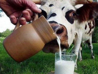 Пейте дети молоко! Свердловские аграрии обещают увеличить его производство