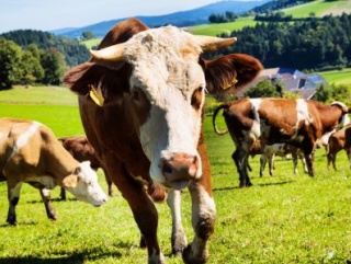 Численность крупного рогатого скота в Курганской области вновь увеличивается