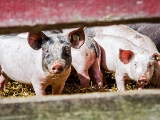 А безопасно ли кушать свинину в Курганской области