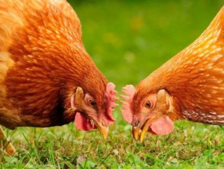 III Казахстанский международный форум птицеводов