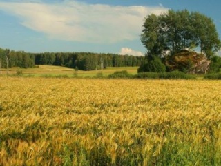 В Курганской области прошел День семеновода