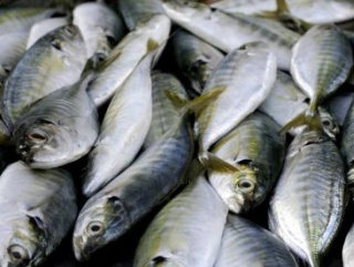 Пензенская область на втором месте среди ПФО по производству товарной рыбы