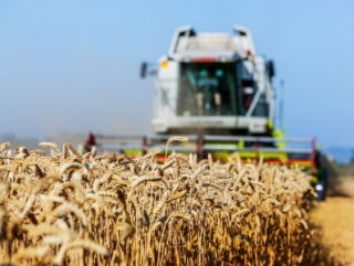В Новосибирской области обмолочено 215 тысяч гектар зерновых культур
