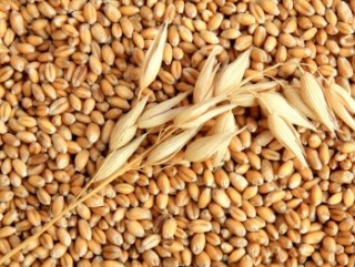 Алтайские ученые разрабатывают технологию ускоренного создания сортов пшеницы