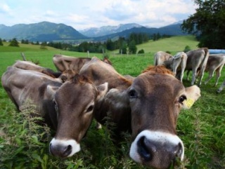 На Кузбассе владельцам ЛПХ бесплатно раздадут коров