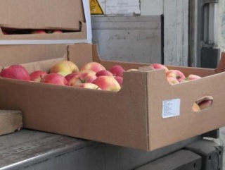 В Новосибирске задержали 20 тонн польских яблок