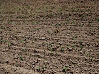 Казахских аграриев будут стимулировать обводнять пастбища