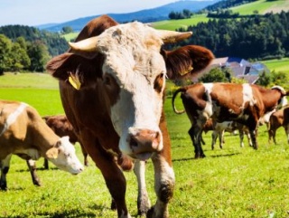 Самарские скотоводы интегрировались с Европой