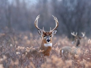 На Алтае объявили конкурс грантов по пантовому оленеводству