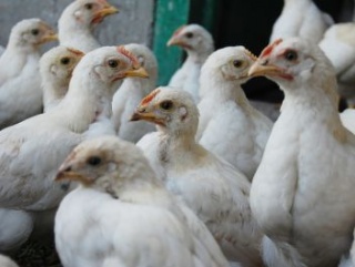 В Самарской области наращивают выпуск курятины
