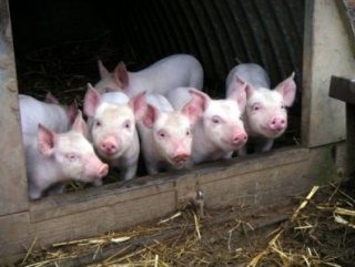 В Саратовской области вдвое увеличили производство свинины