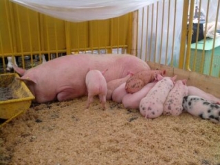 В Новосибирскую область доставили свиней из Канады