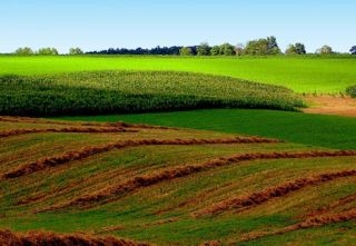 Минсельхоз РФ принял 26 распоряжений по переводу сельскохозяйственных участков