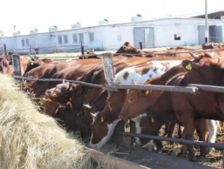 Аграрии Томской области смогут бесплатно искусственно осеменять коров