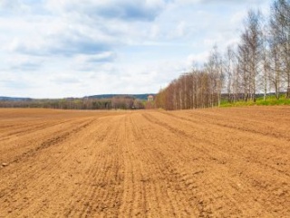 В Казахстане будут увеличены площади масличных и кормовых культур