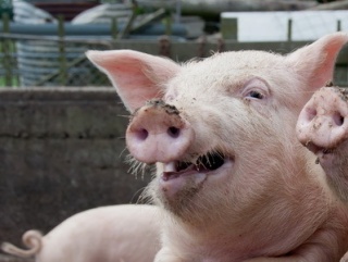 Несмотря на высокий риск распространения АЧС в Польше, фермерам разрешат забивать свиней прямо на подворьях