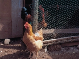 "Россельхозбанк" предъявил иск к банкротящейся в Ленобласти Русско-Высоцкой птицефабрике на 530 млн рублей