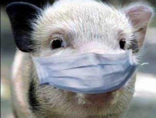 В Ростовской области обнаружена африканская чума свиней