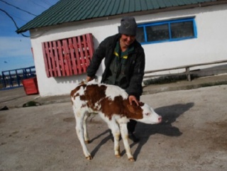 Бесплатная раздача коров запланирована приамурским подтопленцам