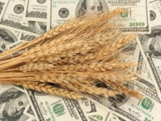 С 5 по 12 июля котировки пшеницы, кукурузы и сои выросли в Европе и в США
