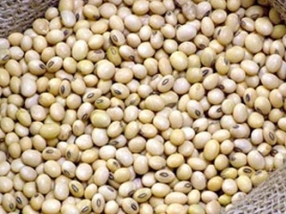 Сильный аллерген обнаружили в партии соевых бобов в Приморье