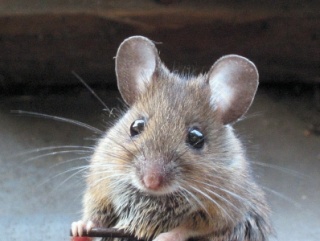 Мясо трансгенных мышей сравнили с печенью трески