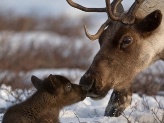 На Камчатке впервые в России было проведено массовое чипирование оленей