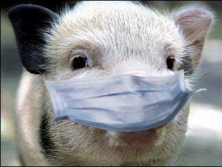 Выявлена африканская чума свиней в Орловской и Воронежской областях