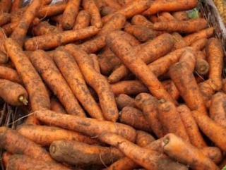 Из Беларуси завезли зараженную морковь