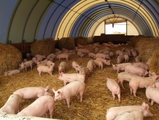 В Тверской области установили трехлетний запрет на свиноводство