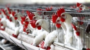 Волгоградская область наращивает производство мяса птицы