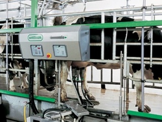 В Свердловской области на молочной ферме появились роботы-дояры