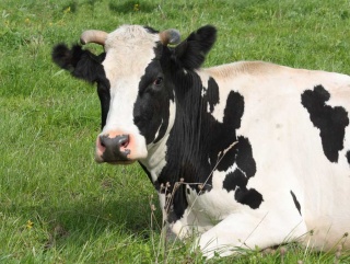 Сельскохозяйственные организации Хабаровского края перевели крупный рогатый скот на пастбища