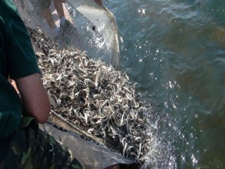 Татарстан поддержит местных рыбоводов