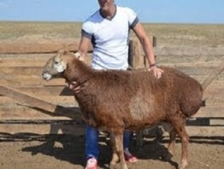 «Велес» помог овцеводу из Богатовского района