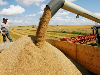 В 2023 году Россия станет третьим экспортером зерна на планете