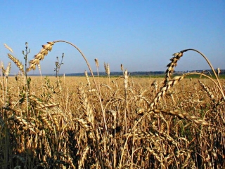 Экспортеры недовольны отечественной пшеницей