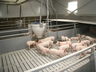 В Саратовской области построят свинокомплекс