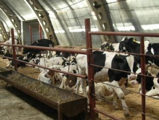В 2014 году в Иркутской области появится 5 молочных ферм