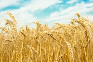 Продовольственная пшеница дешевеет