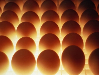 В Ульяновской области «подскочили» цены на куриные яйца