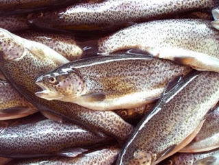 Иркутские рыбоводы вырастили почти 50 тонн форели