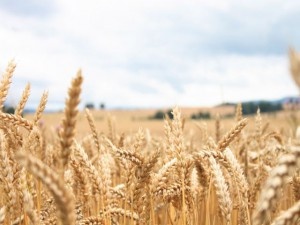 Цены на зерновые культуры ведут себя разнонаправленно