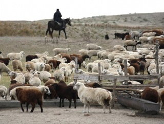 Карачаево-Черкесское животноводство в свете статистики