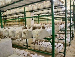 В Калужской области запущен в работу новый грибоводческий комплекс