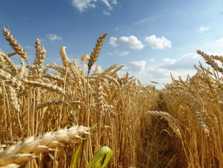 Цены на пшеницу существенно увеличились