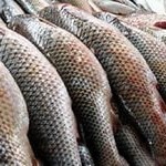 Рыбопромышленниками Волгоградской области выловлено более 3,5 тысяч тонн рыбы