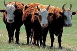 Хозяйство Алтайского края реализует партию скота в Иркутскую область
