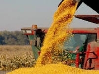 Казахстан: намолочено 7,5 млн. тонн зерна